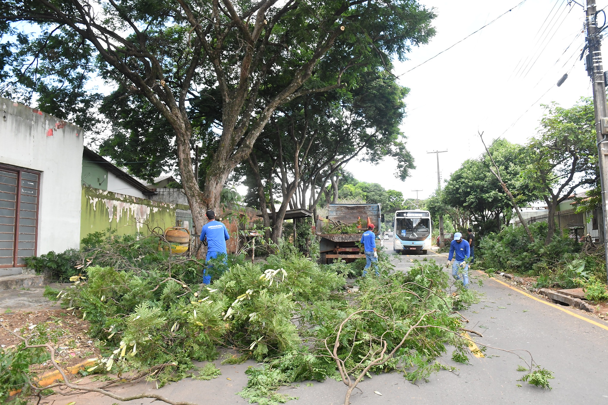 Foto da matéria Município vai intensificar fiscalização sobre poda e corte de árvores