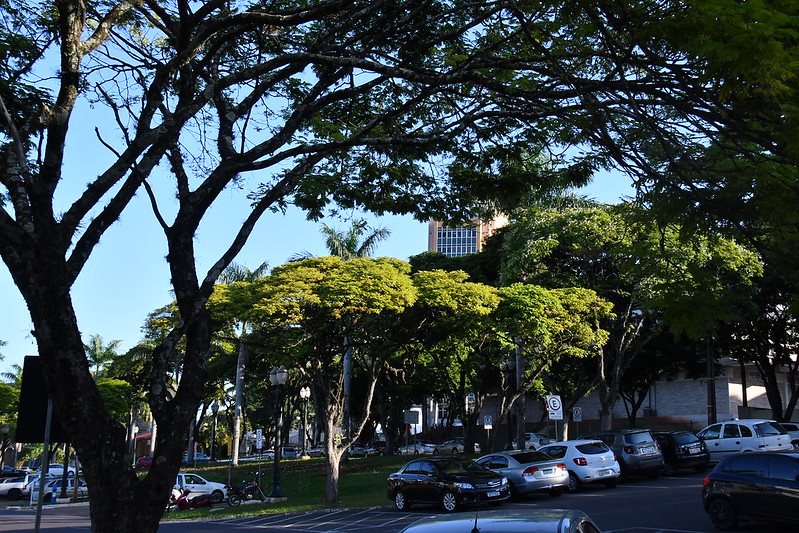 Foto da matéria Prefeitura terá apoio da UEM na elaboração do Plano Municipal de Arborização