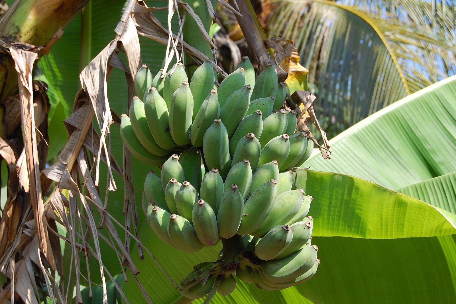 Foto da matéria Ainda restam vagas para o pequeno produtor participar do Programa + Frutas