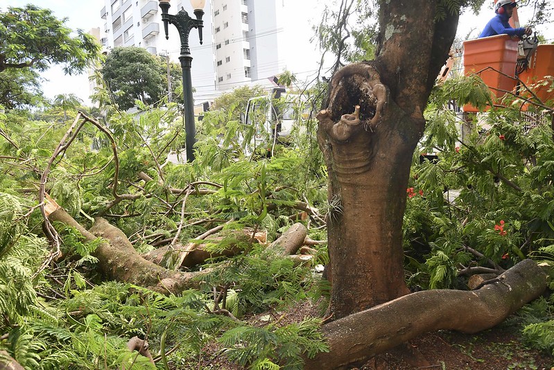 Foto da matéria Projeto prevê a revitalização dos canteiros nas principais avenidas da cidade