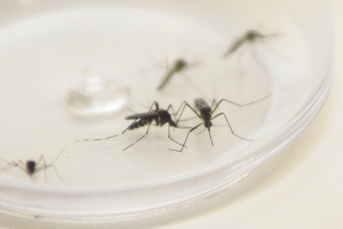 Foto da matéria Com 1 mil infectados pela dengue, Umuarama terá ‘fumacê’ na próxima semana