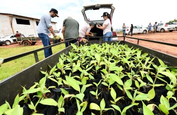 Secretaria da Agricultura distribui mudas de banana-maçã para estimular a fruticultura
