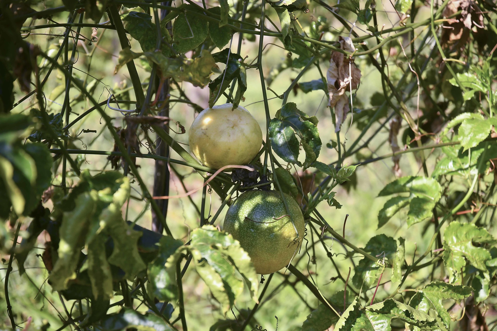 Foto da matéria Programa + Frutas chega para ajudar o agricultor a suprir a demanda do mercado