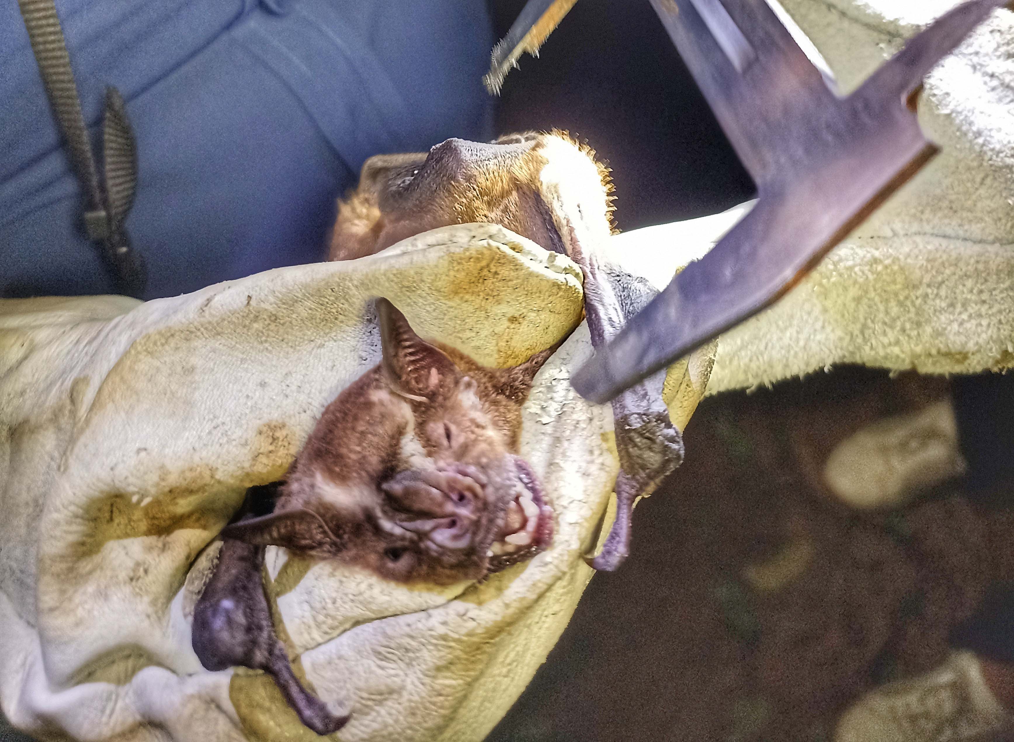 Foto da matéria Vigilância Ambiental identifica morcego infectado pelo vírus da raiva