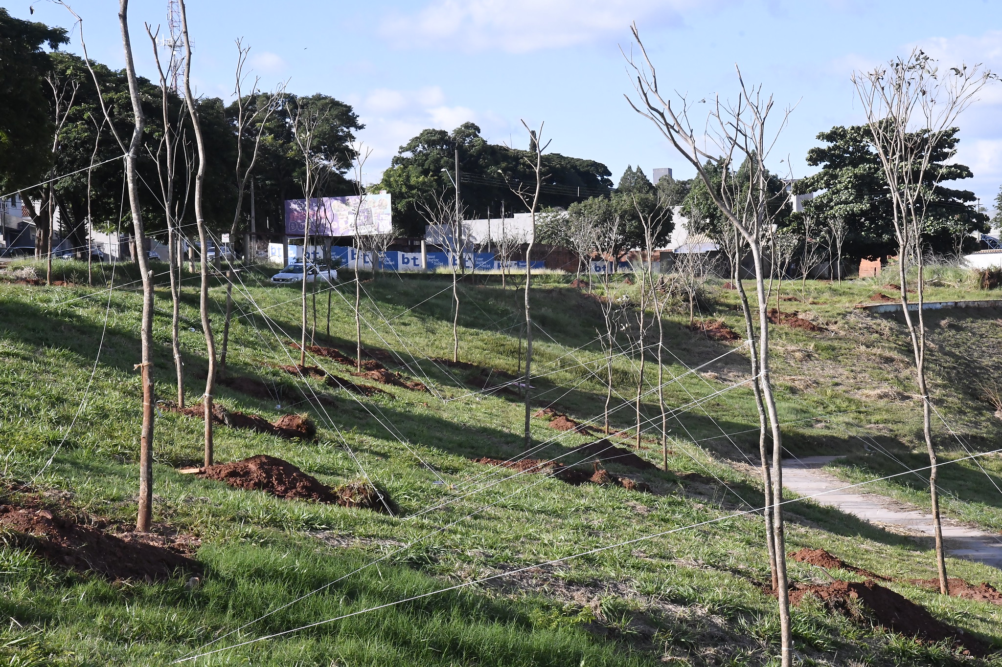 Foto da matéria Plantio de 137 ipês grandes começa mudar cenário de parque ambiental urbano
